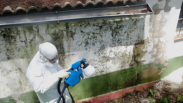 Trusted Crawl Space Mold Removal service in Conshohocken, PA - Cheap Mold Removal